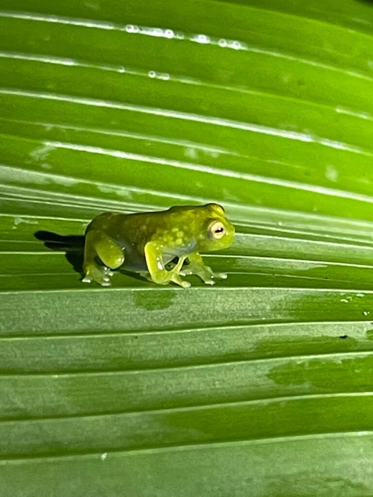 A frog in Monteverde Cloud Forest (Costa Rica)