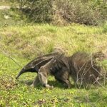 An anteater roaming through the grass at Hato El Cedral in Venezuela's Los Llanos.