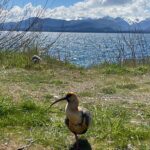 A bird with a long black beak stood on the grass in front of Lago Nahuel Huapi in Bariloche, Argentina.