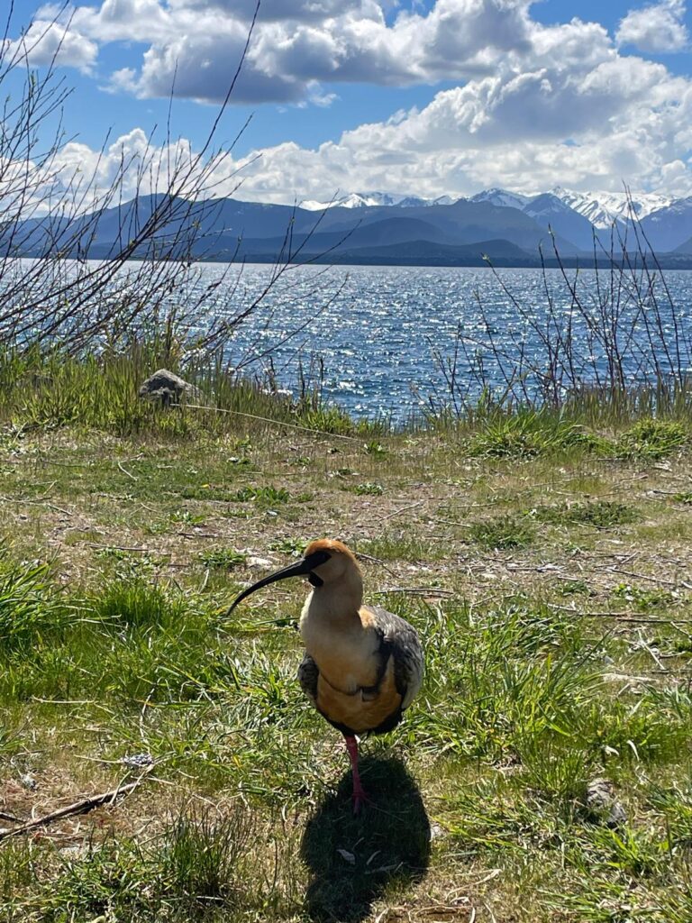 A bird with a long black beak stood on the grass in front of Lago Nahuel Huapi in Bariloche, Argentina.