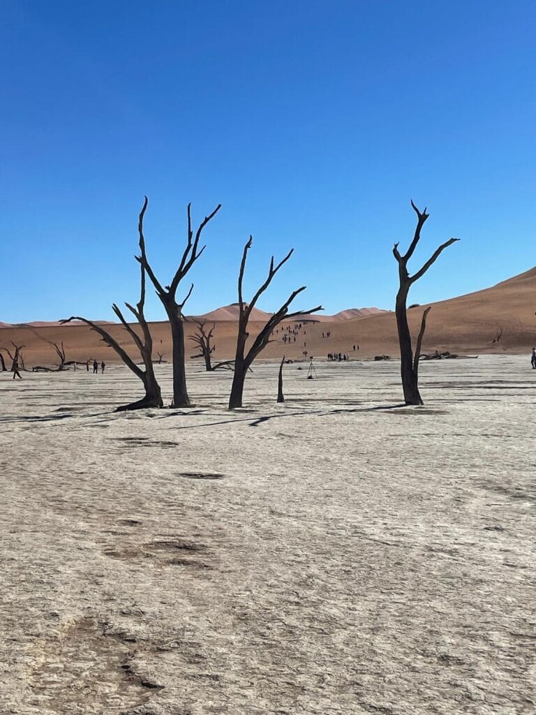 The scorched trees of Deadvlei in the Namib Desert.