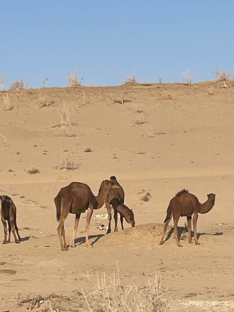 Camels in the Karakum Desert in Turkmenistan.