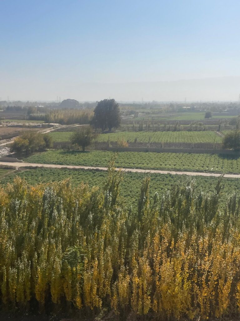 Former poppy fields in Balkh, Afghanistan.