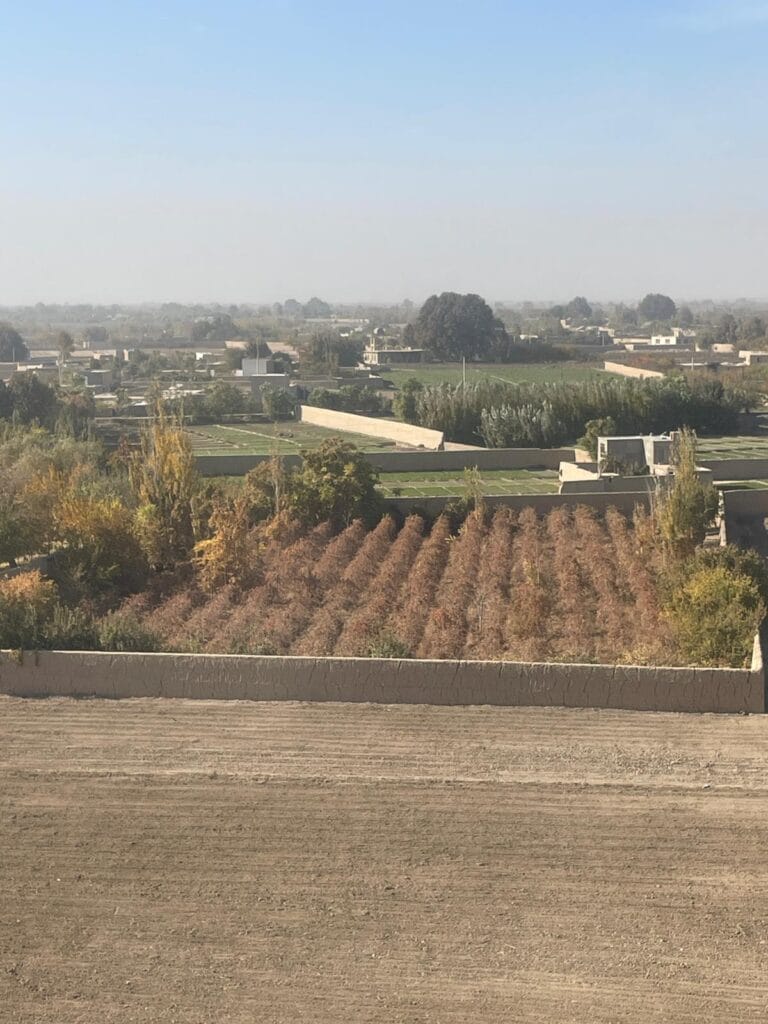 Fields in Balkh that were previously used to farm poppies, before the Taliban banned this practice.