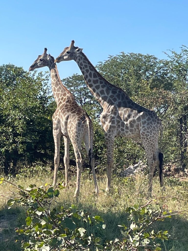 Giraffes in Moremi National Park near Maun, Botswana.