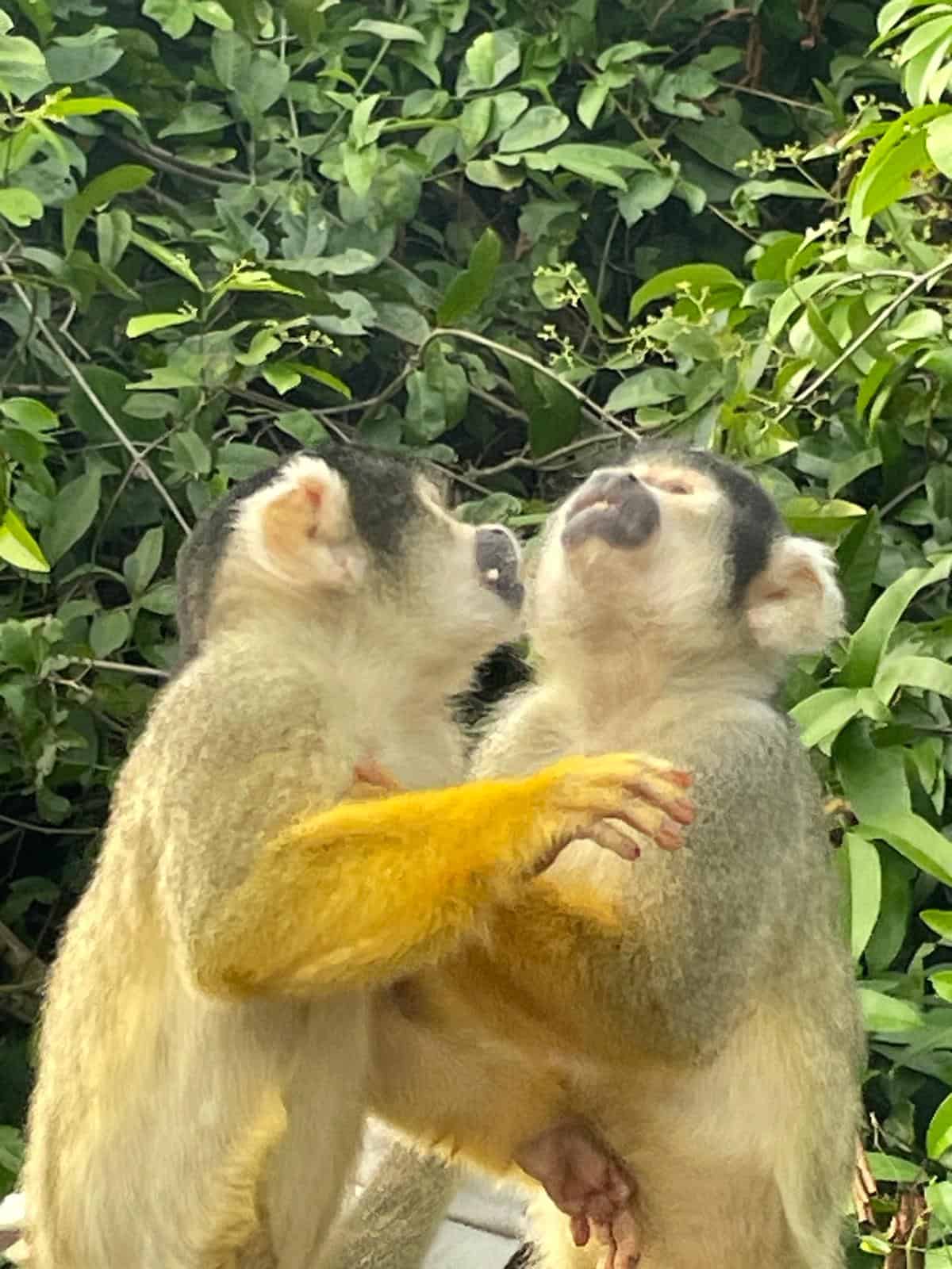 Two yellow monkeys in the Bolivian Pampas.