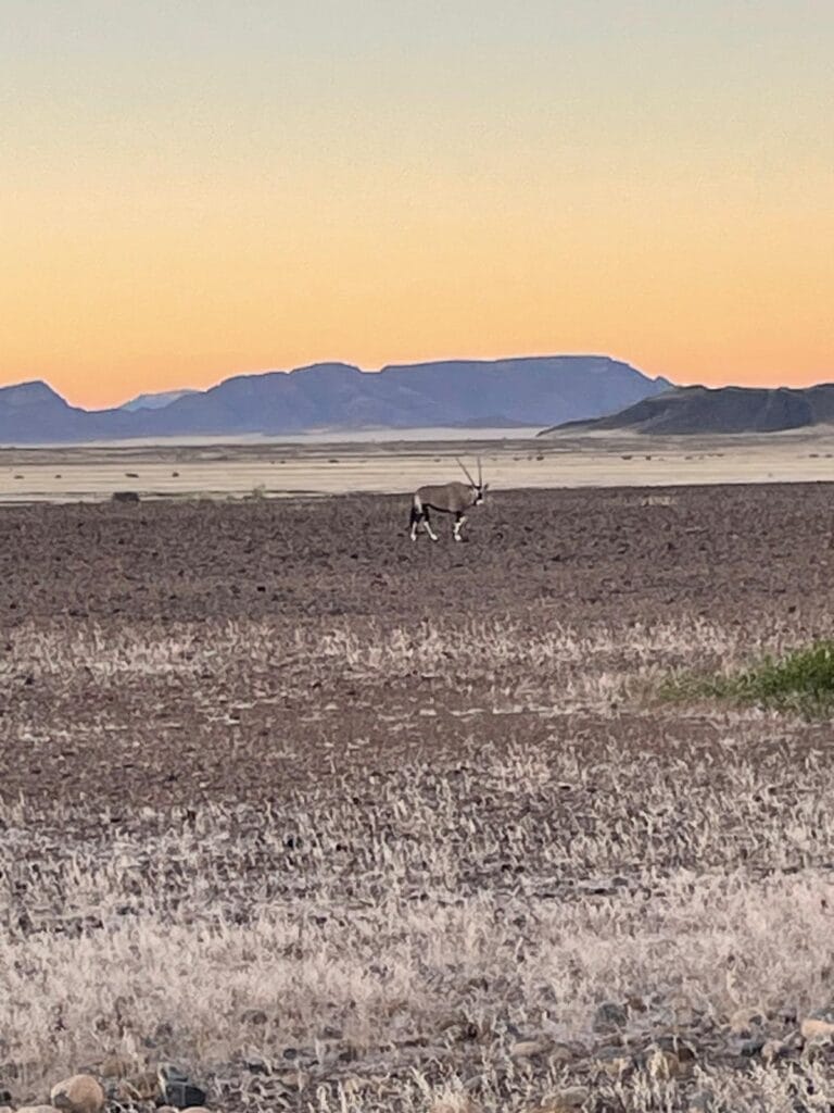 An Oryx in the Namib Desert at sunrise, near Sossusvlei.