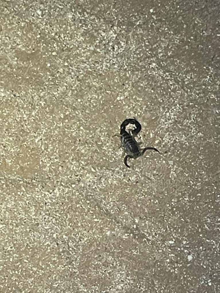 A scorpion at Sossus Oasis in the Namib Desert.
