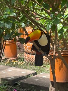 A toucan perched on a tree in a small town just outside Bolivia's Amazon Rainforest.
