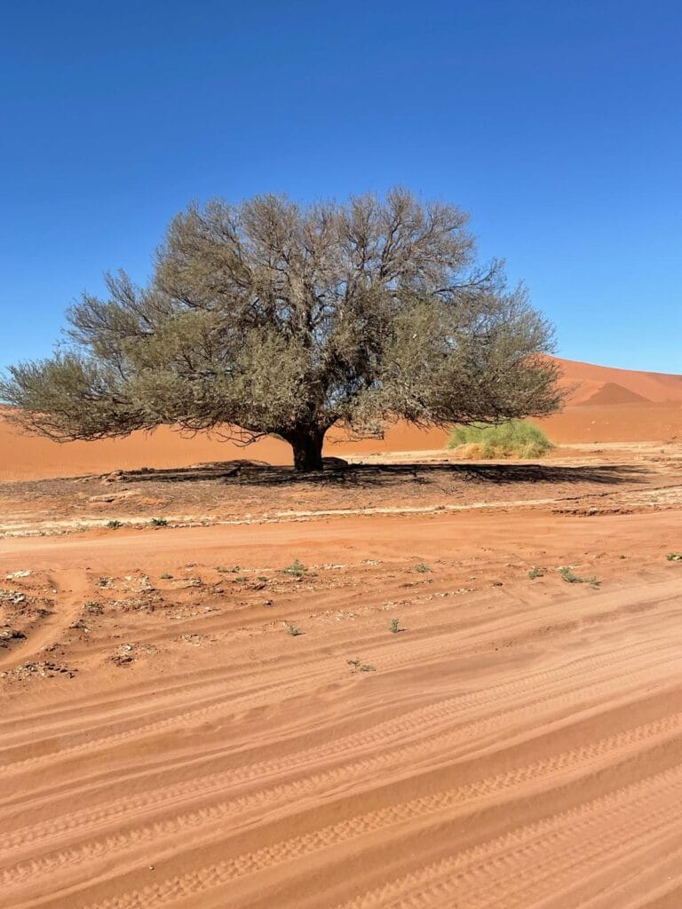 A tree in the sand near Sossusvlei in the Namib Desert.