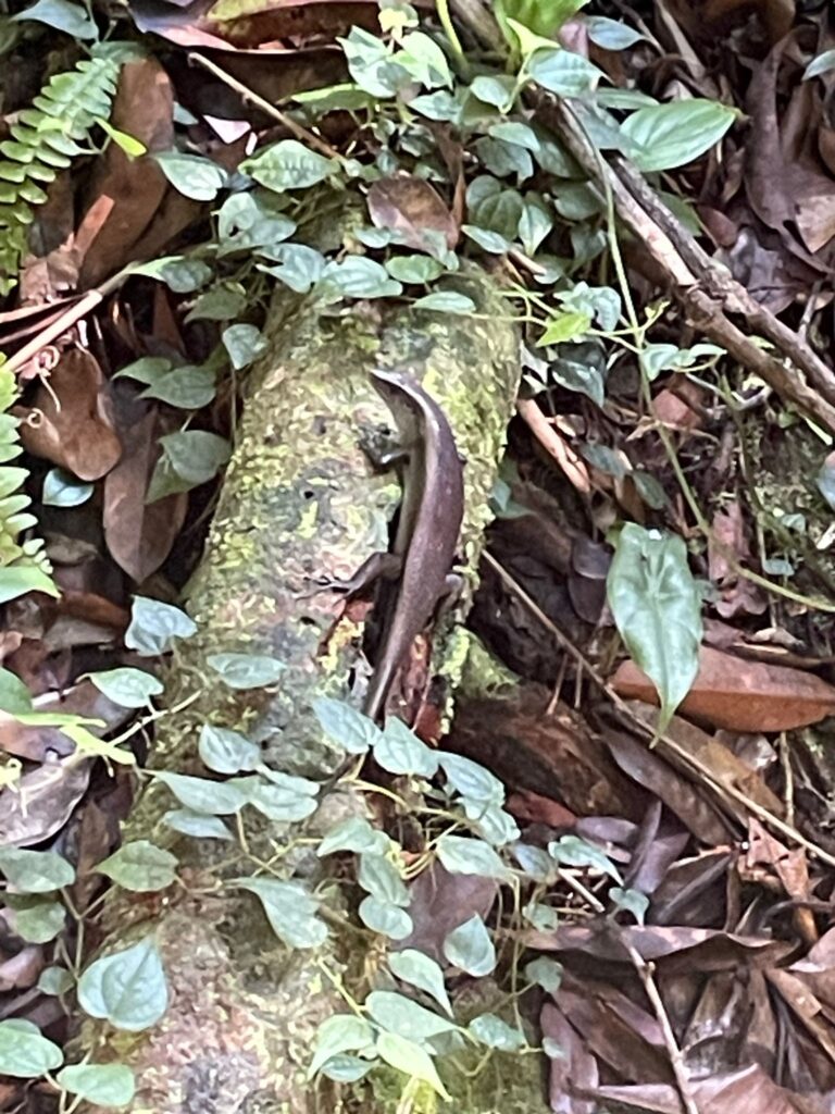 Salamander in Bako