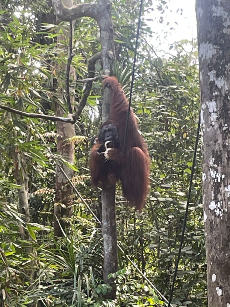 An orangutan in Semenggoh. Be sure to check out orangutans on Borneo whilst visiting Malaysia