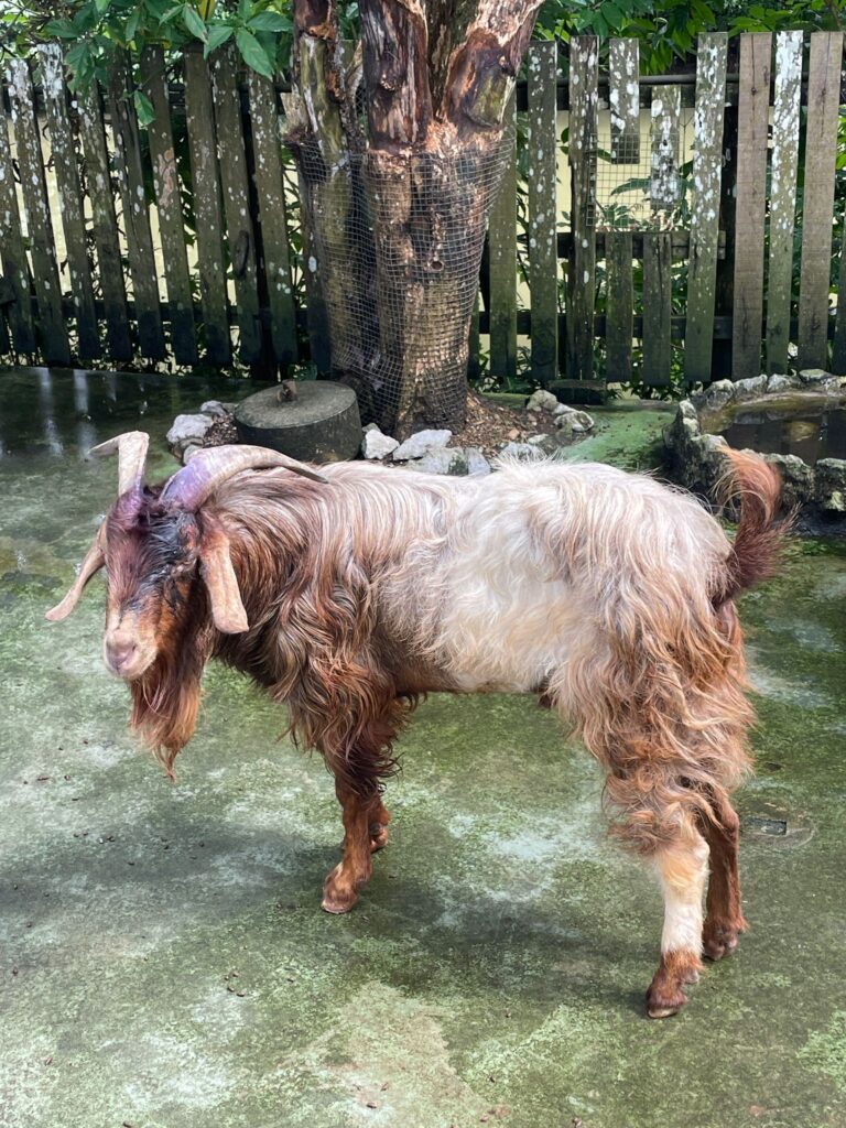 A goat at the farm