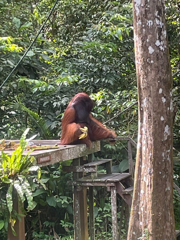 Orangutan eating bananas