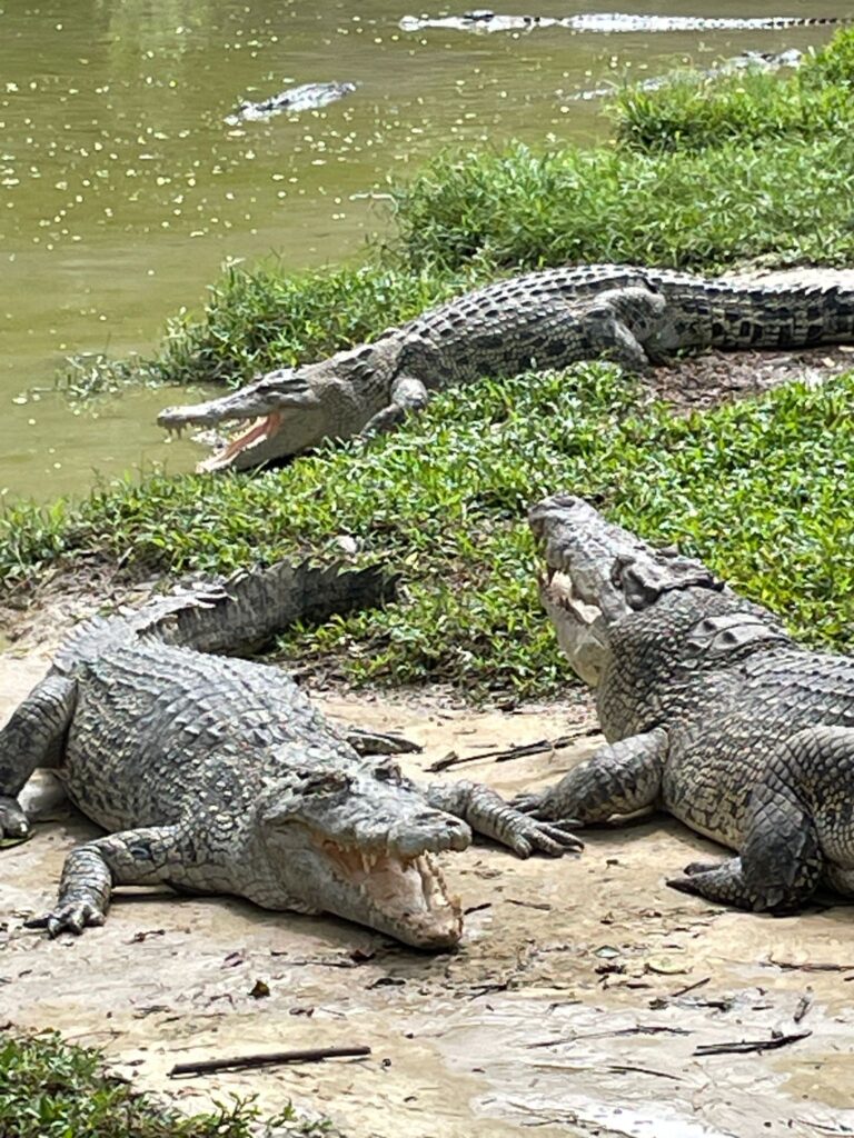 Crocodiles at Jong's Farm