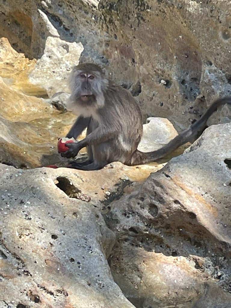 Monkey eating apples in Bako