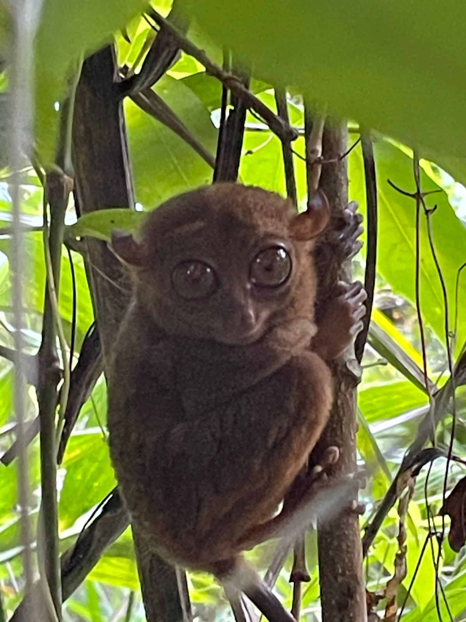 A tarsier staring forwards whilst clinging to a tree branch in Bohol's  Tarsier Sanctuary, Bohol, Philippines