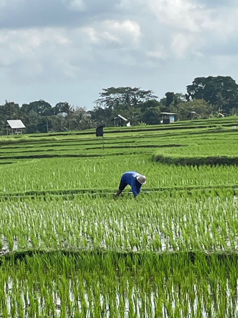 Canggu rice terrace