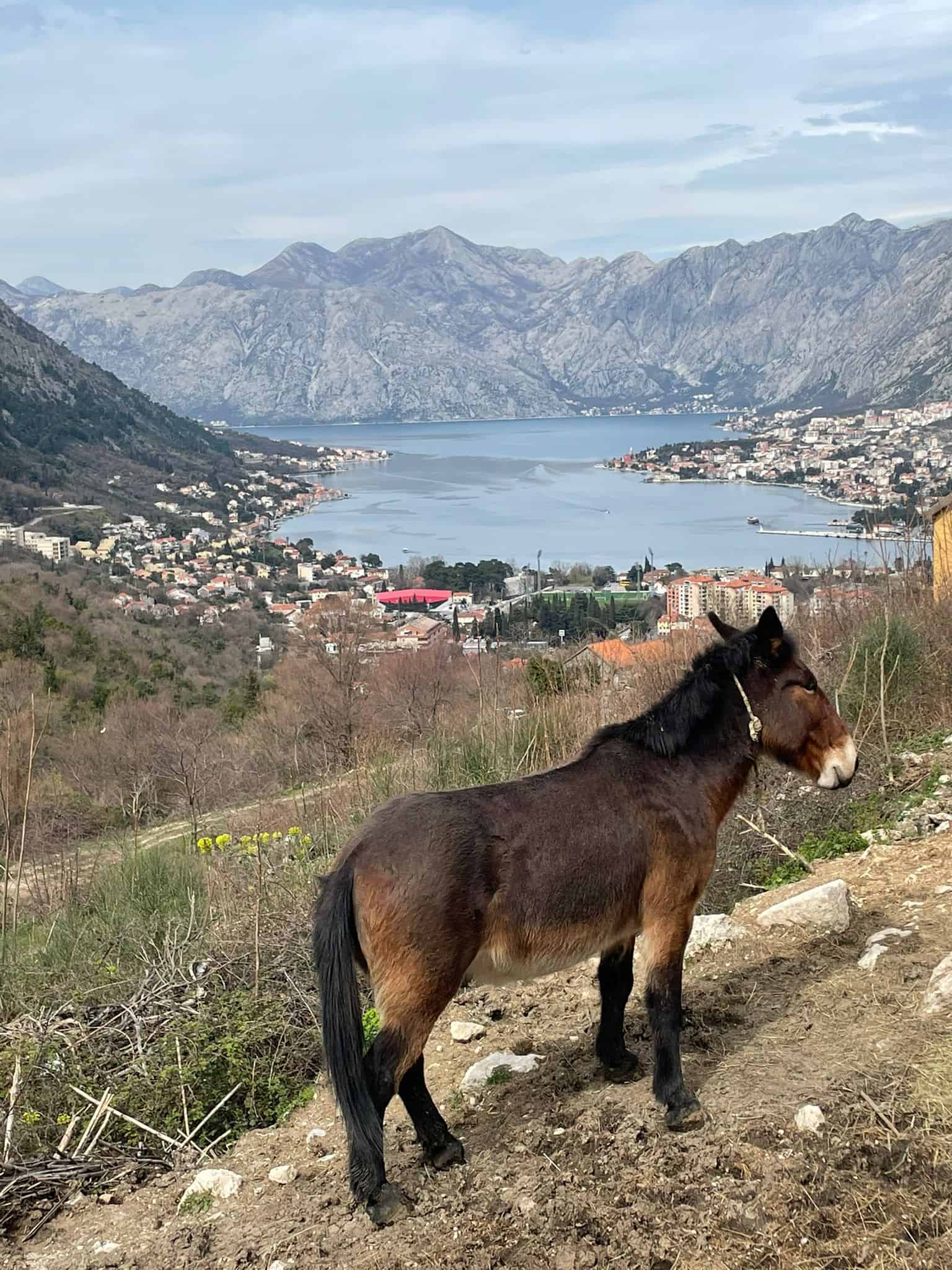 A horse above the Bay of Kotor. You can see the bay in the background with a lot of grassy spots in between the bay and the horse.