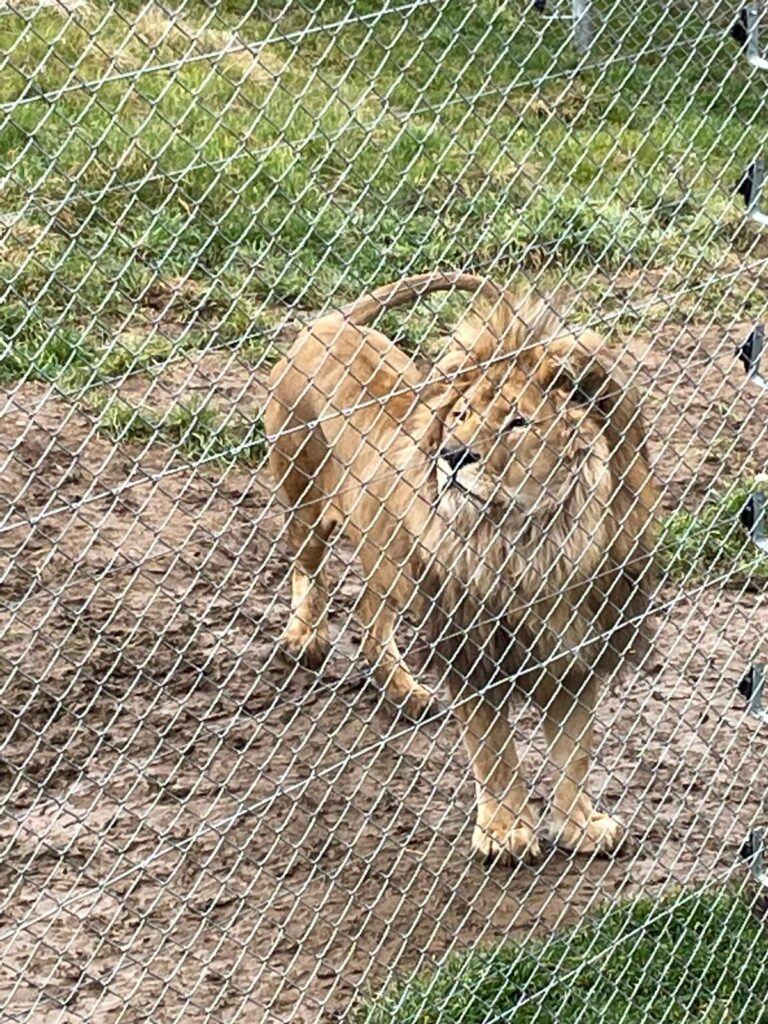 Lion in Prishtina Bear Sanctuary