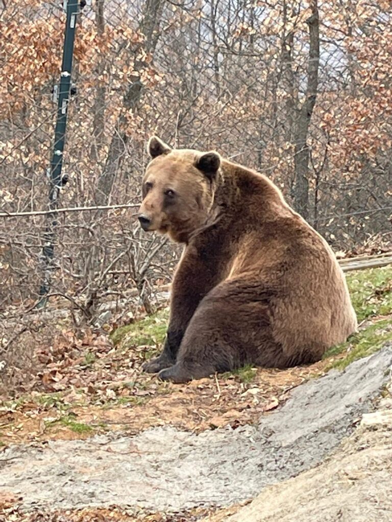 A rescued brown bear in Kosovo at the Pristina Bear Sanctuary