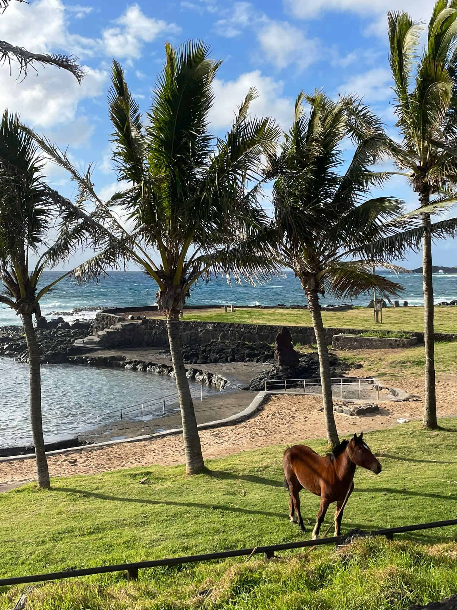 A horse in front of some palm trees on Easter Island