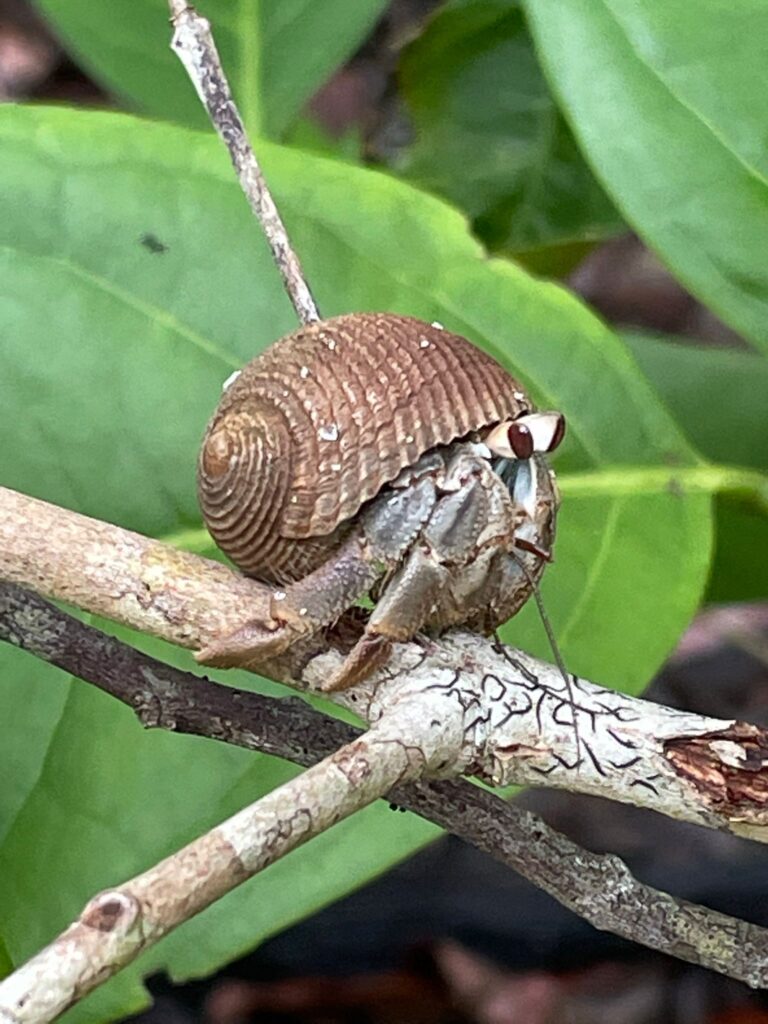 A hermit crab with large cartoon-style eyes on a tree branch at Costa Rica's Manuel Antonio National Park