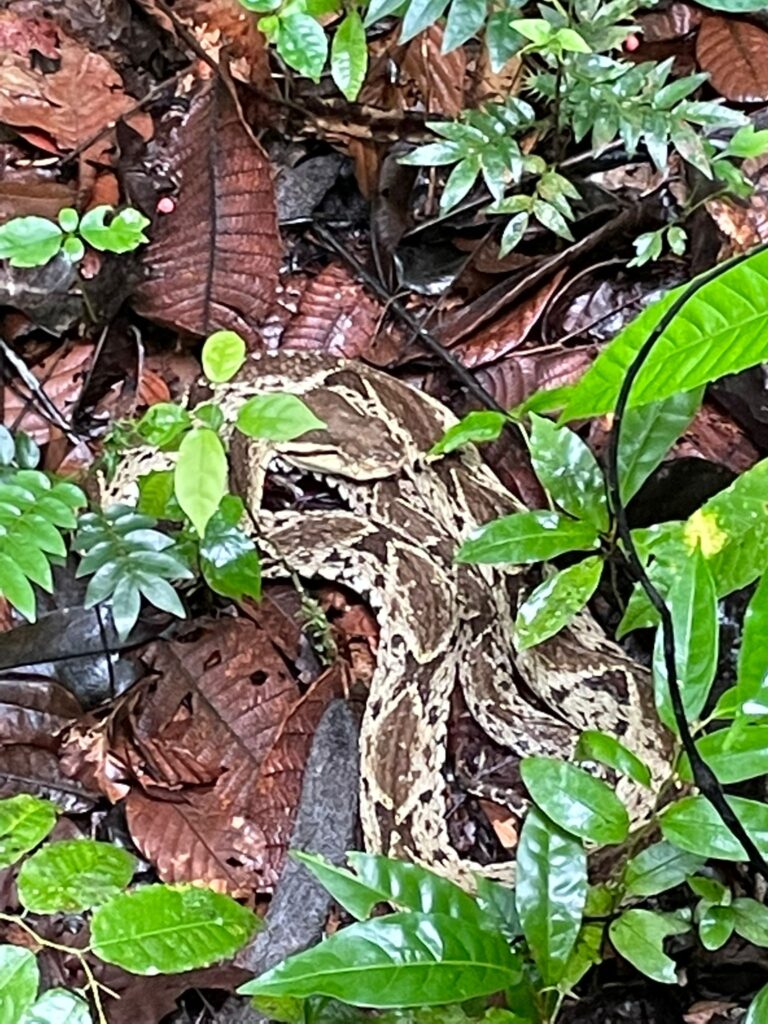 The feared fer-de-lance viper on the rainforest floor, hidden amongst the leaves in Costa Rica