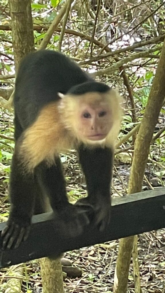 A black and white capuchin monkey in Costa Rica