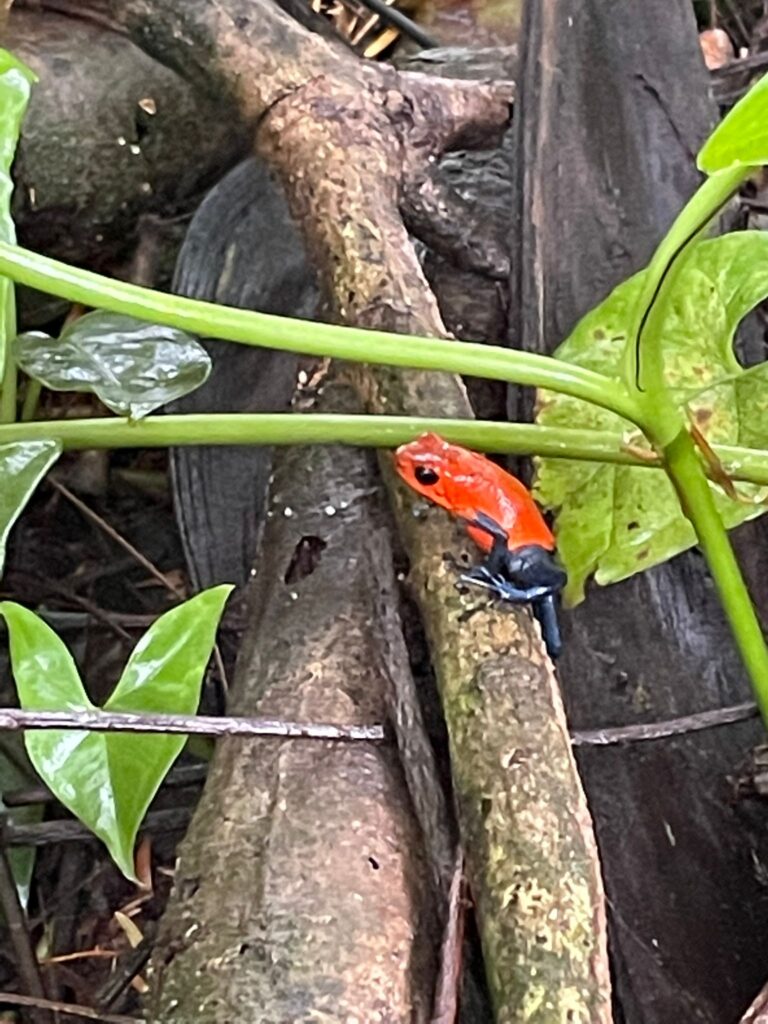 A red frog with blue legs on a tree branch in the Costa Rican jungle. This is known as the blue jeans frog