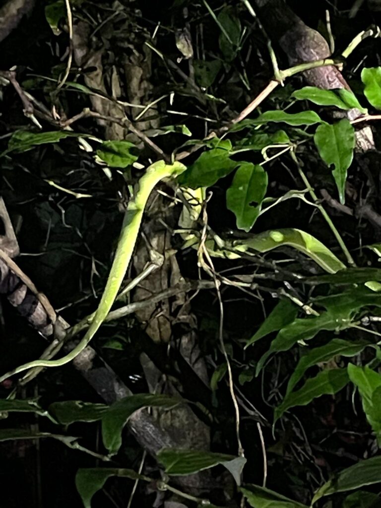 A bright-green pit viper in the trees of Monteverde Cloud Forest at night