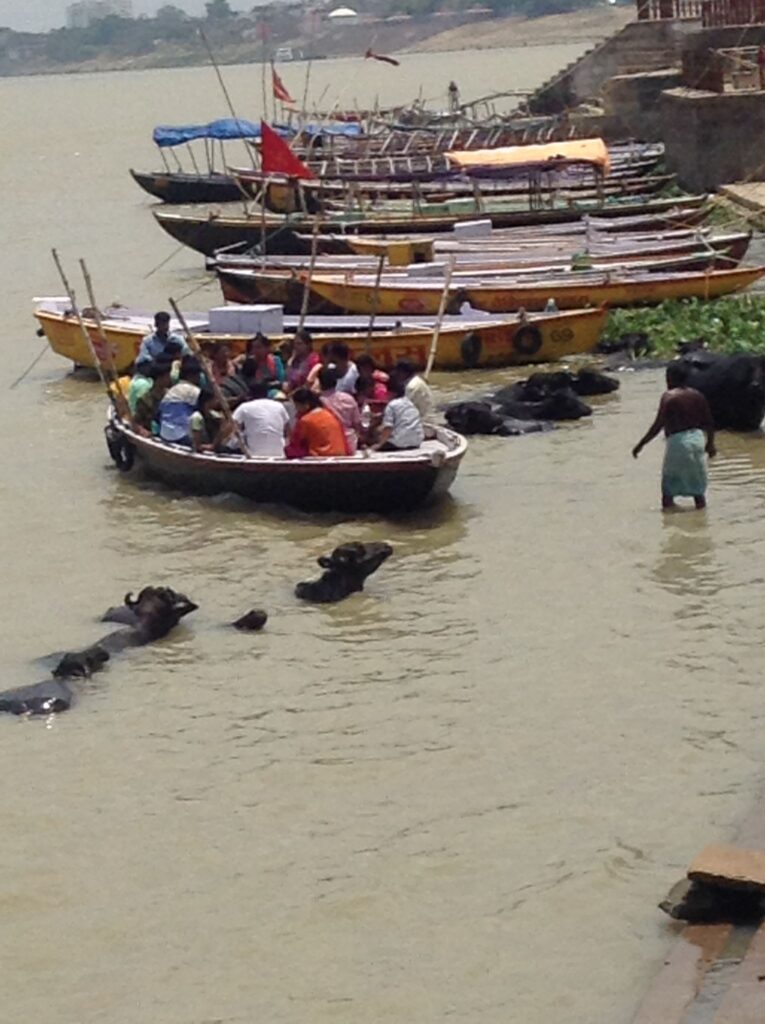 Locals and cows in the River Ganges, Varanasi. One man wades through the water whilst several people cram into a boat. Numerous cows are also bathing in the river next to the boat