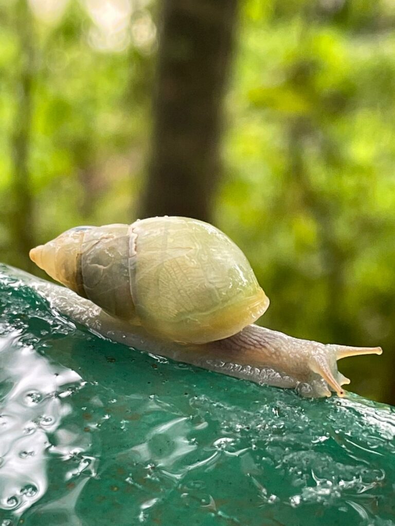 A snail with a yellow shell slithering along a  wet green rail on a rainy day at Iguazu Falls