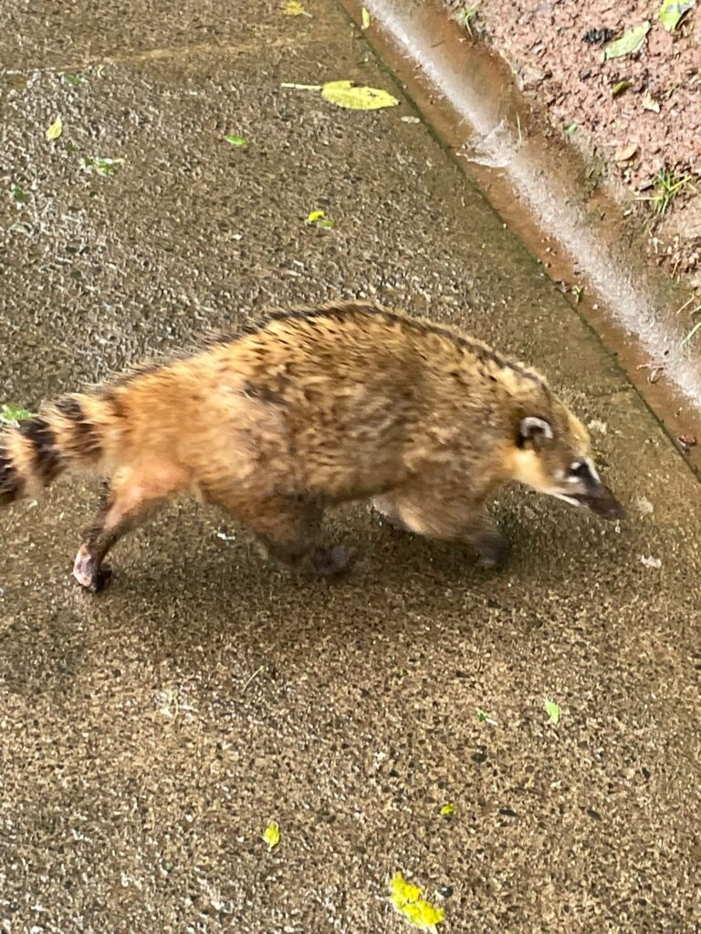 A brown coatimundi with a brown-and-black-striped tail and a pointy nose crossing a dirty wet path at Iguazu Falls