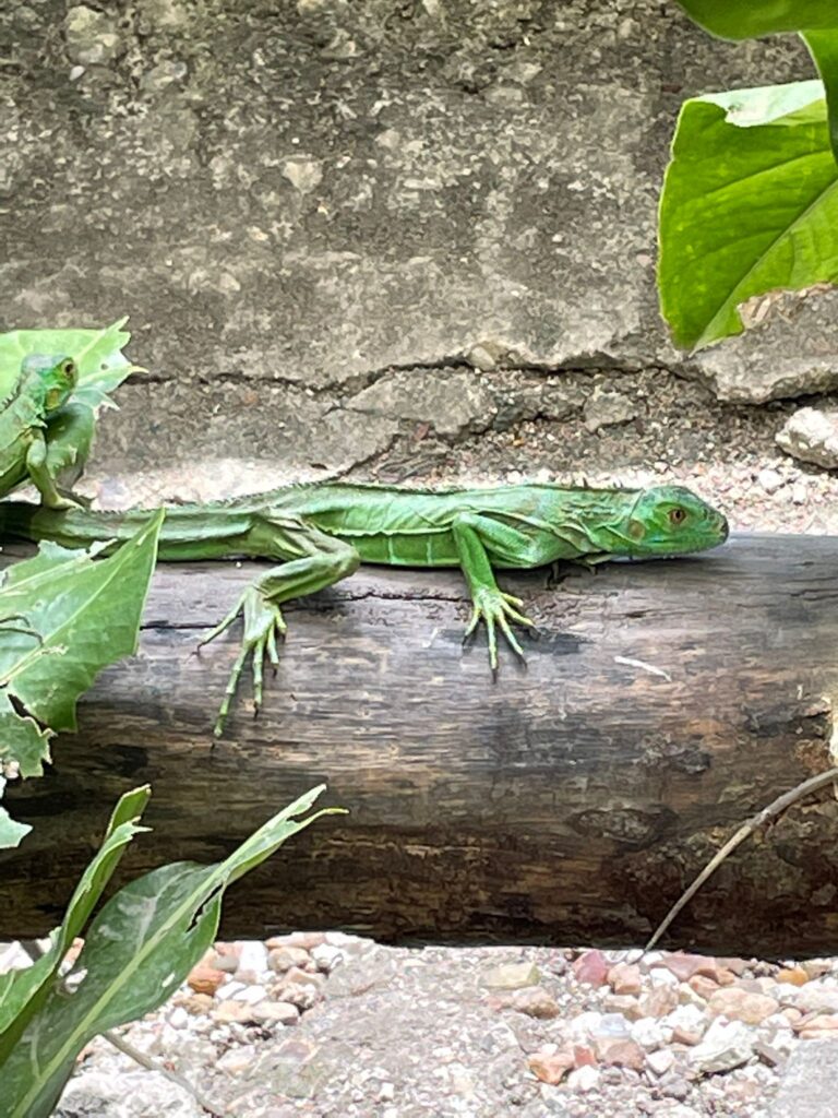 A baby green iguana at the Iguana Sanctuary in San Ignacio, Belize