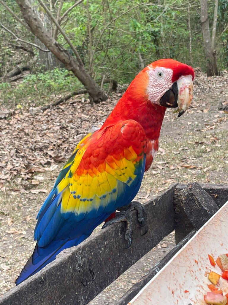 A red, yellow and blue-coloured macaw perched on a food tray at Copan Ruinas in Honduras