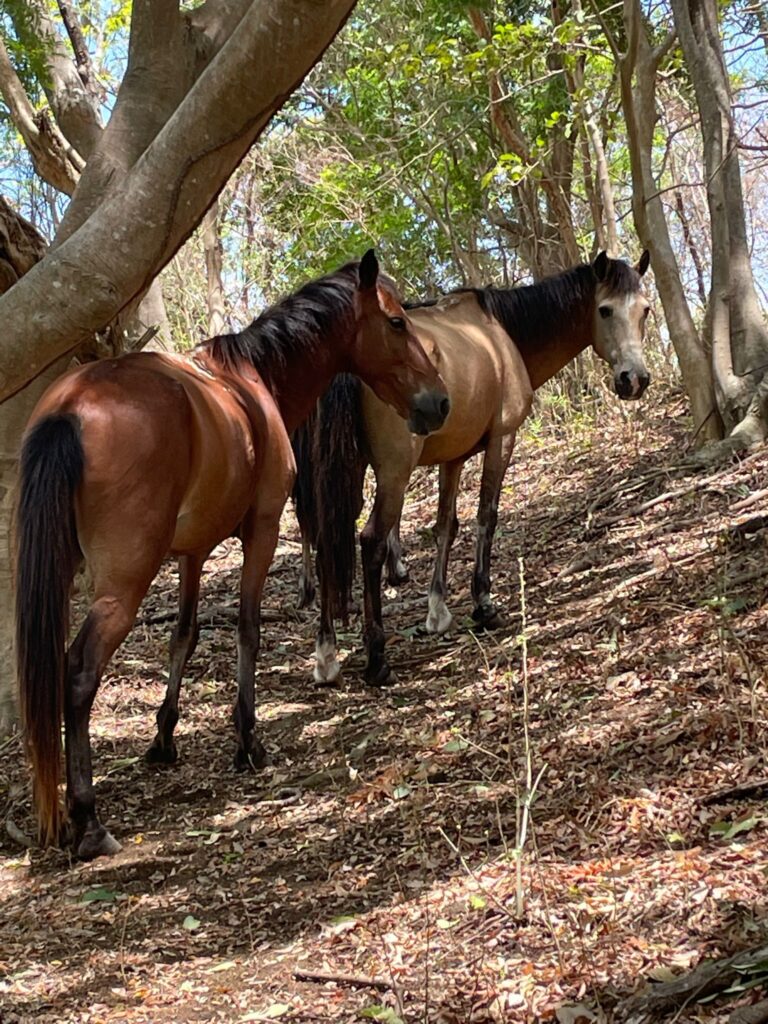 Two wild horses roaming through the forest at Charco Verde Ecological Reserve on Ometepe Island in Nicaragua