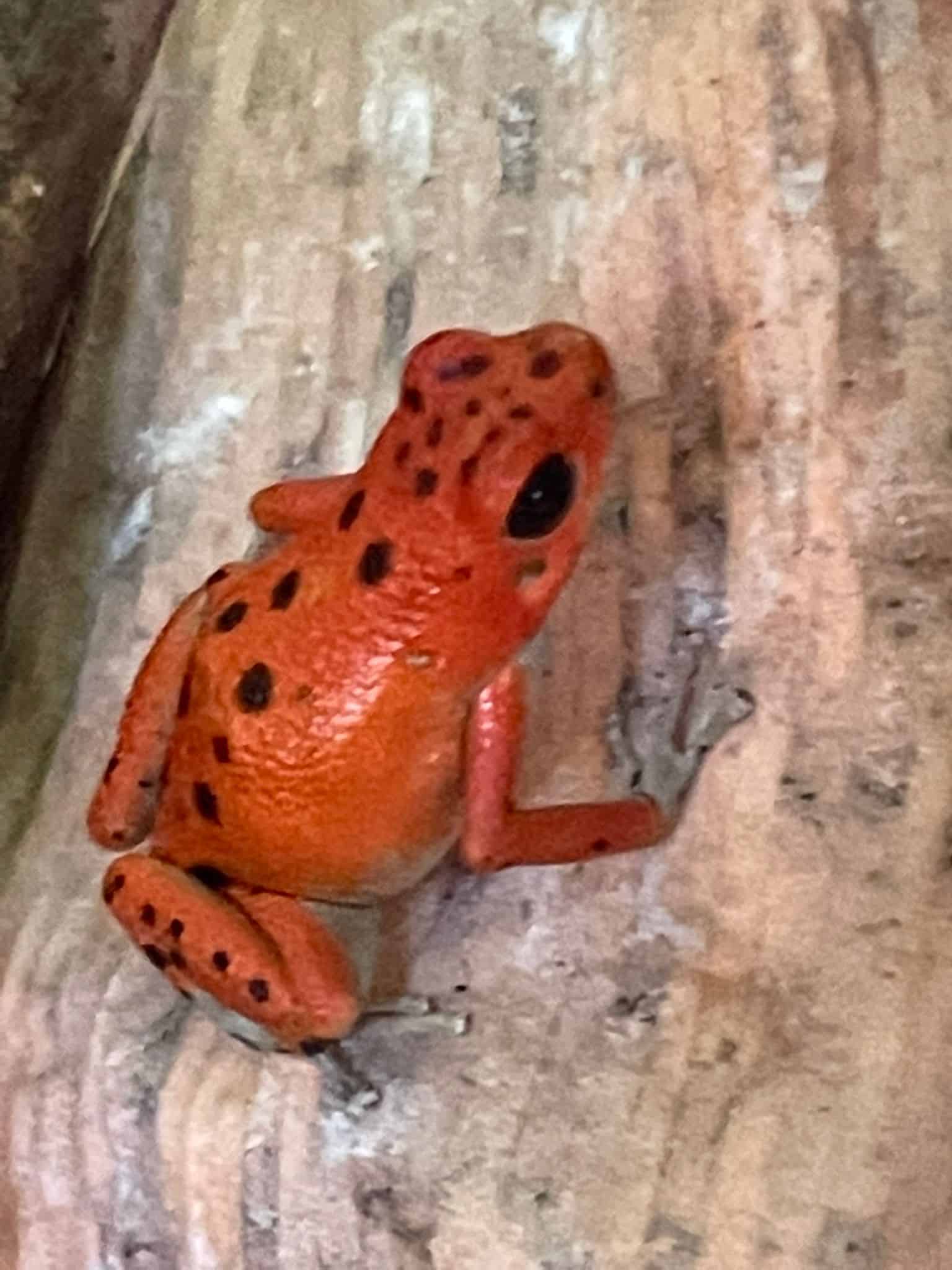 A red poison dart frog with black dots on a tree in Panama on Bastimentos Island