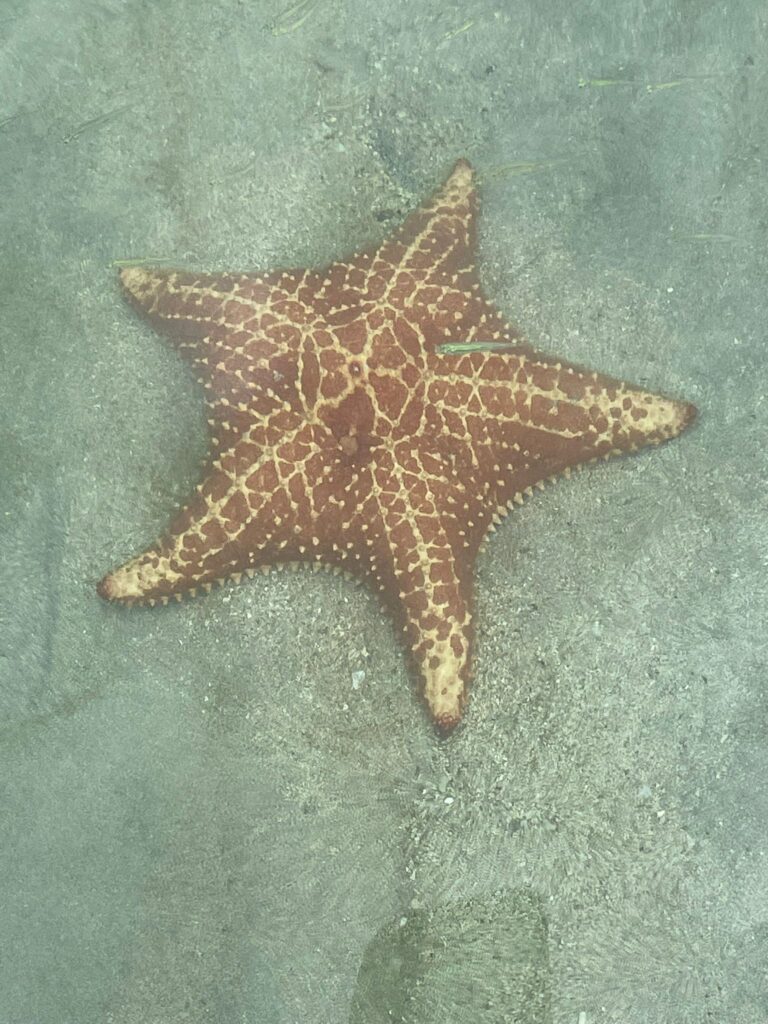 A brown starfish at Playa Estrella in Panama, with several small yellow spikes on its body and a tiny green fish swimming above it