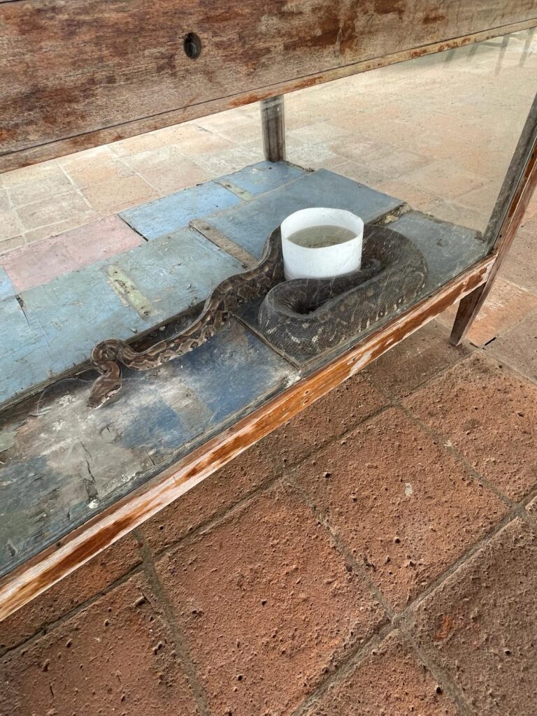 A large python used to monitor volcanic activity at Cerro Negro Volcano in Nicaragua. The snake is kept in a small glass box, and in this image it is wrapped around a white cylinder filled with water