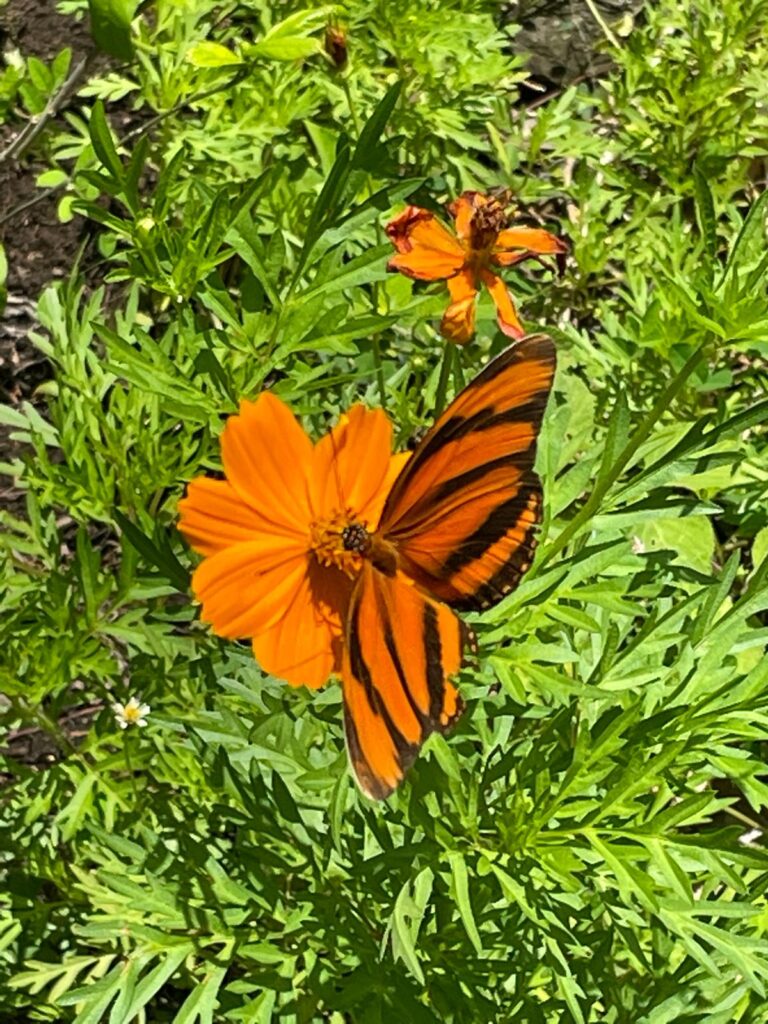 An orange butterfly with black stripes perched on the centre of an orange flower, surrounded by green plants at Charco Verde Ecological Reserve in Nicaragua
