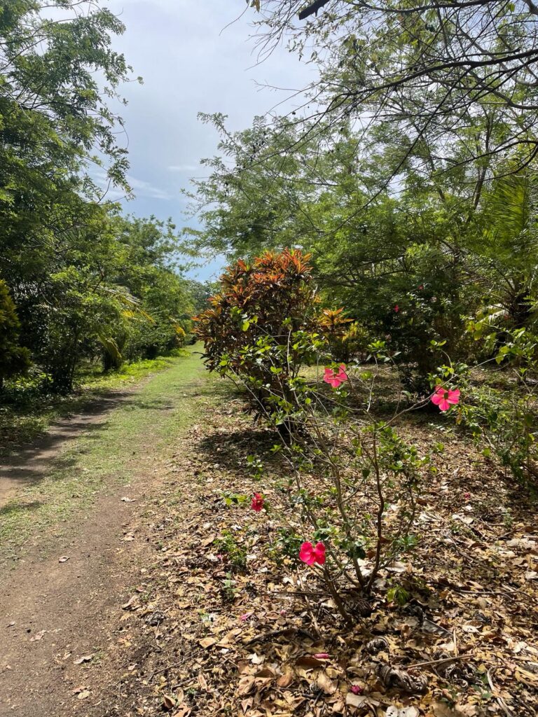 A pathway at Charco Verde ecological reserve with no other humans in sight. All you can see are green bushes to the left of the path and more bushes to the right alongside some bright pink flowers