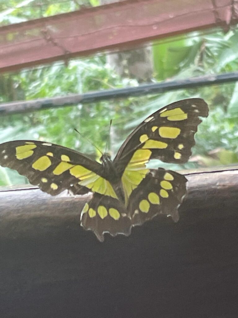 A black and yellow butterfly perched on a wooden ledge at The Treehouse hostel in Nicaragua