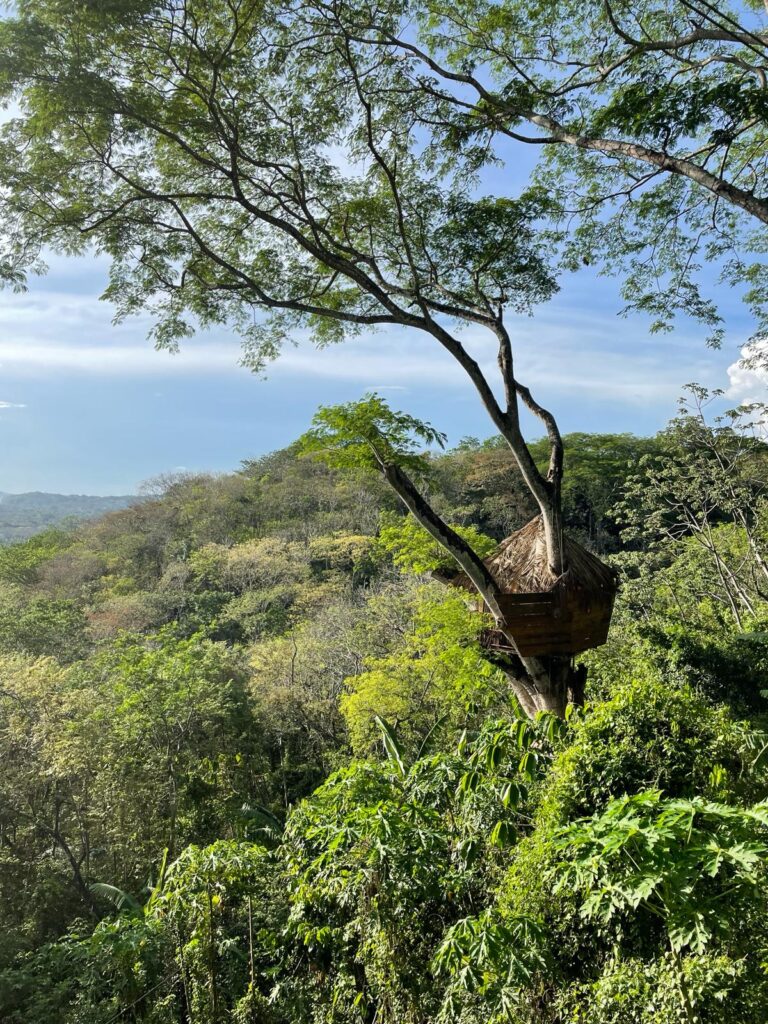 A wooden treehouse with a thatched roof standing tall above the trees of Nicaragua's jungles, with great views of the clear skies in the background