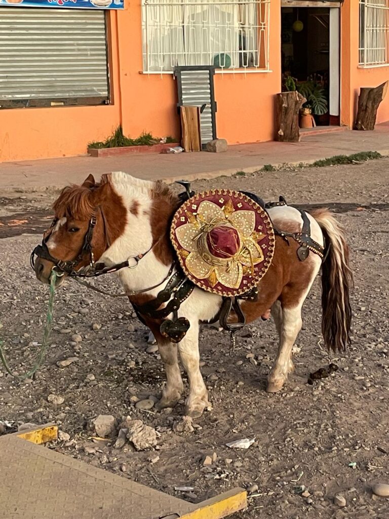 A donkey in the Bolivian border town of Copacabana, with a traditional Bolivian hat on its saddle