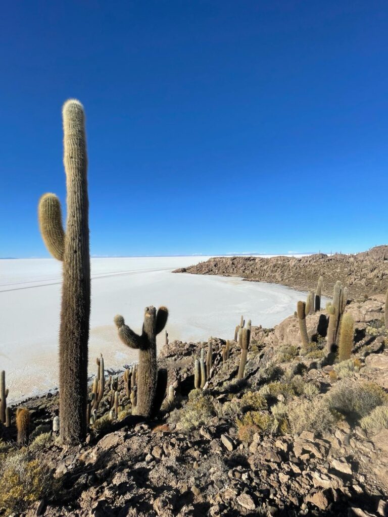 On the right side of the image is a series of brown rocks making up a backwards crescent moon shape which forms part of Isla Incahuasi. The island is covered in tall cacti which stand upright pointing towards the sky. On the left side of the image are the plain white salt flats, with clear blue skies above them 
