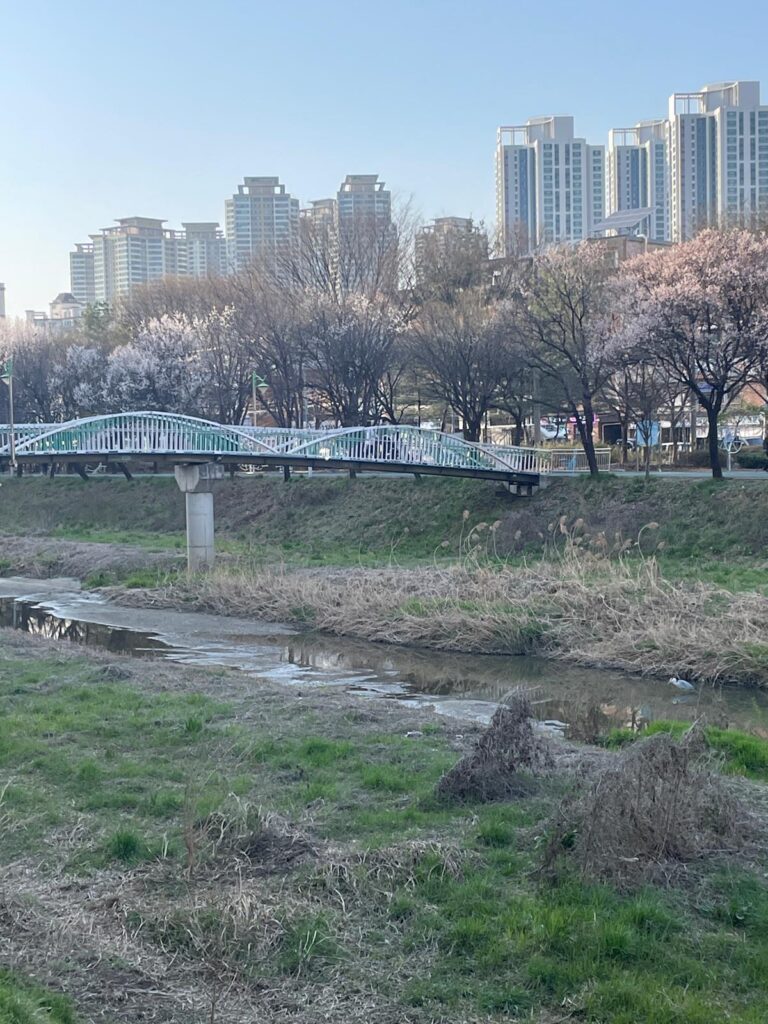 A series of pink cherry blossom trees in a South Korean city. Behind them are several tall grey apartment buildings, a common sight in South Korea. April is the best time to visit South Korea due to the warm weather and the cherry blossoms
