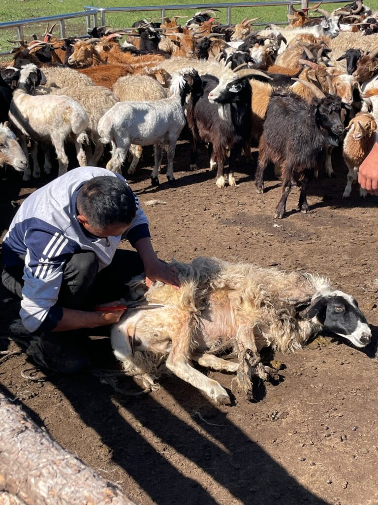 A Mongolian nomad shears his sheep with a pair of scissors, whilst several other sheep and goats look on in the background