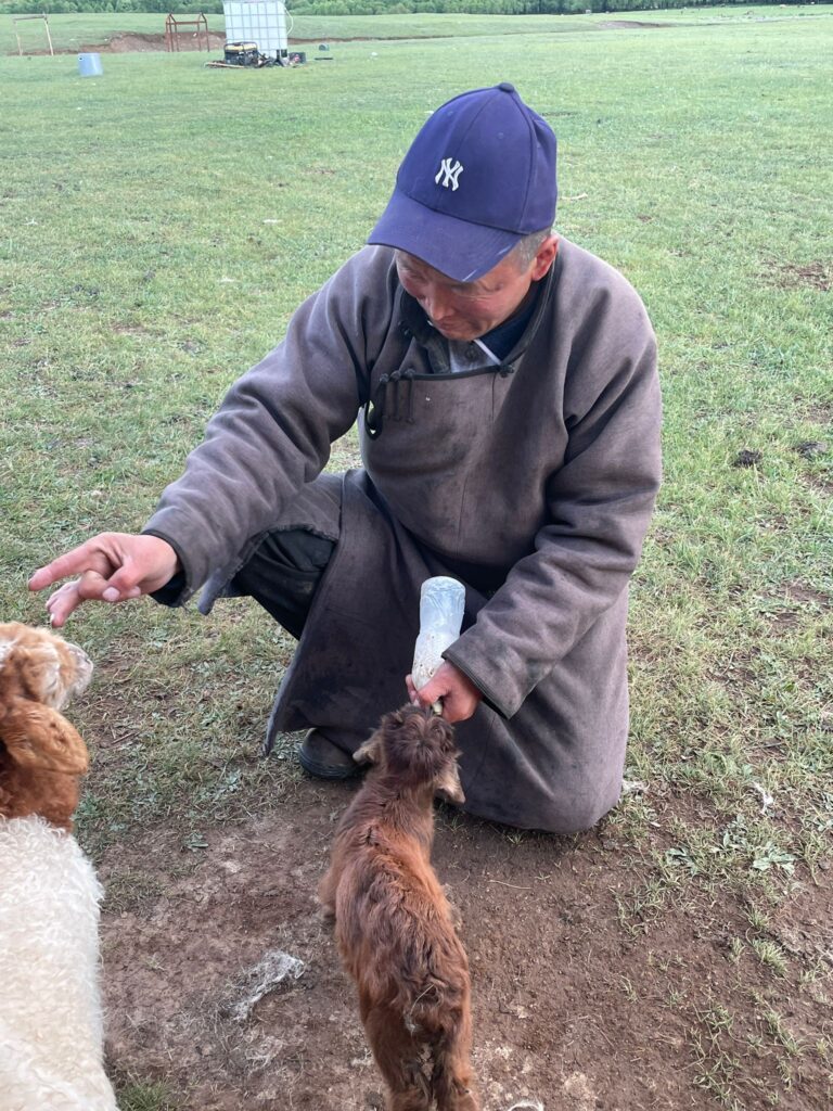A man in a cap feeding milk to a small lamb