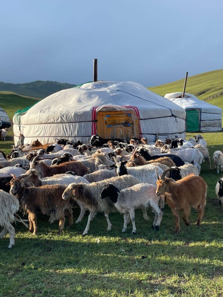 A herd of sheep and goats standing outside a couple of gers in the Mongolian countryside, with green hills visible in the background